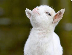 Meet your Posher, George